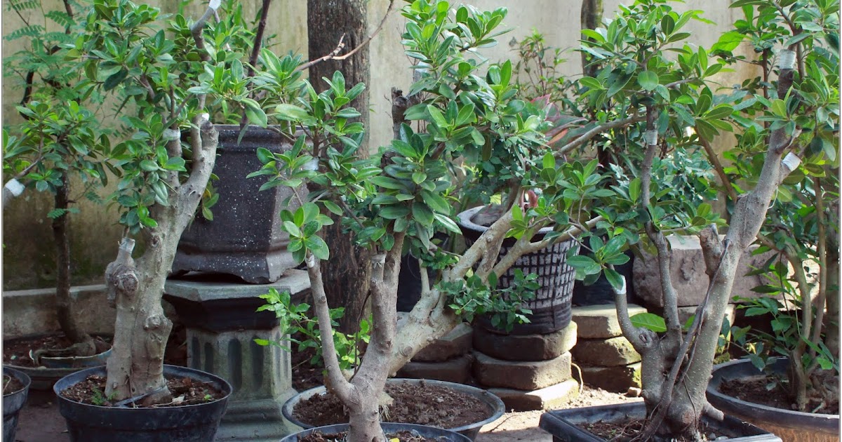 Jual bonsai  jogja  PAKDE NANTO