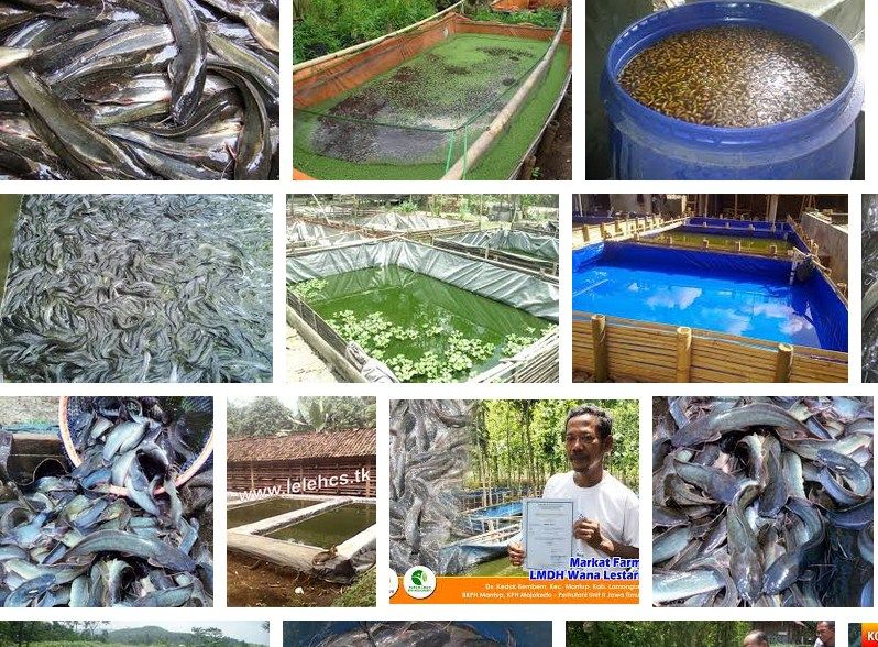 Budidaya Ikan Lele Organik Hemat Pakan Hasil Melimpah Budidaya Ikan Lele Organik Hemat Pakan Hasil Melimpah