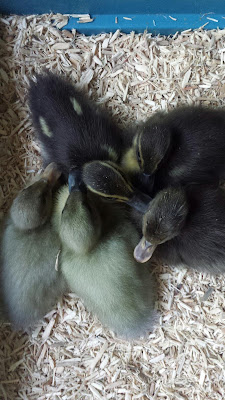 Indian Runner Ducklings