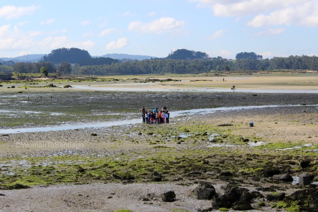cambados-playa-o-sarrido-marisqueo-martin-codax.jpg