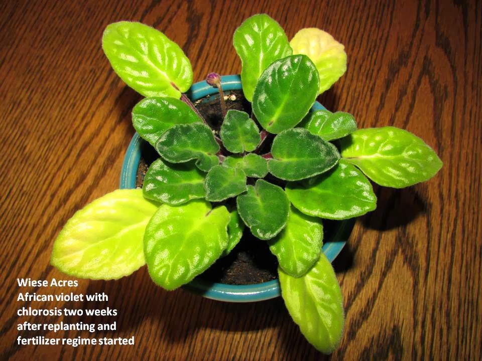 why are my african violet leaves turning yellow - singles-datingarlbxftsjpk