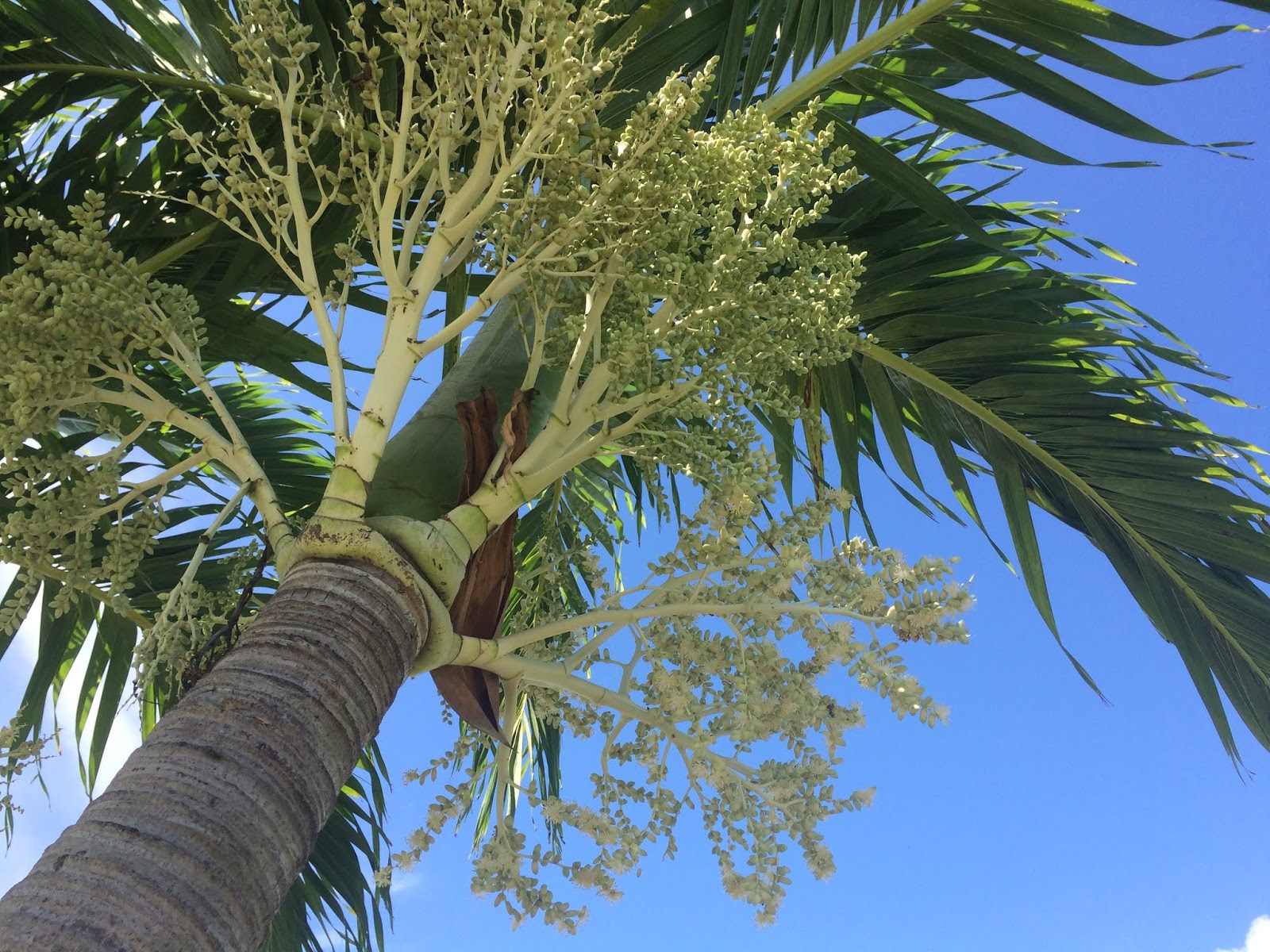 Larry's Take on the Cocoa Beach Real Estate Market No Stinkin Photos