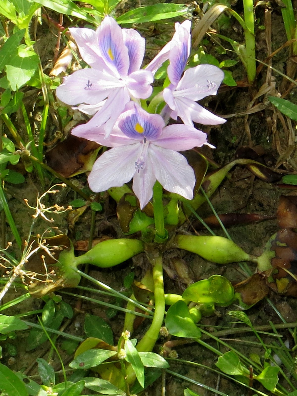 Water Hyacinth water-hyacinth