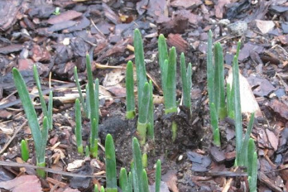 Gardeners, rejoice!