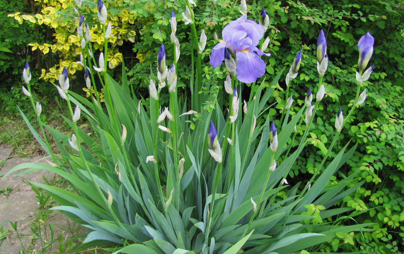 ber's plaatjes: Blauwe (Duitse) Lis in mijn tuin gaat