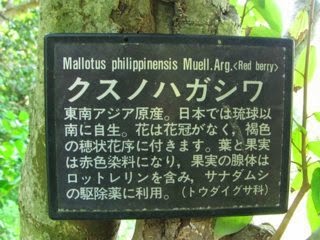 「クスノハガシワ」: <br>沖縄/琉球以南に生息する薬用/染料植物