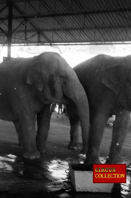 les éléphants du cirque Pinder  s'abreuve après le voyage