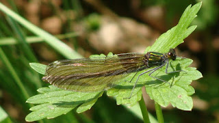 Calopteryx virgo (female) DSC56817