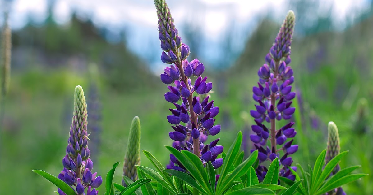 Free Technology for Teachers Flowers of North America