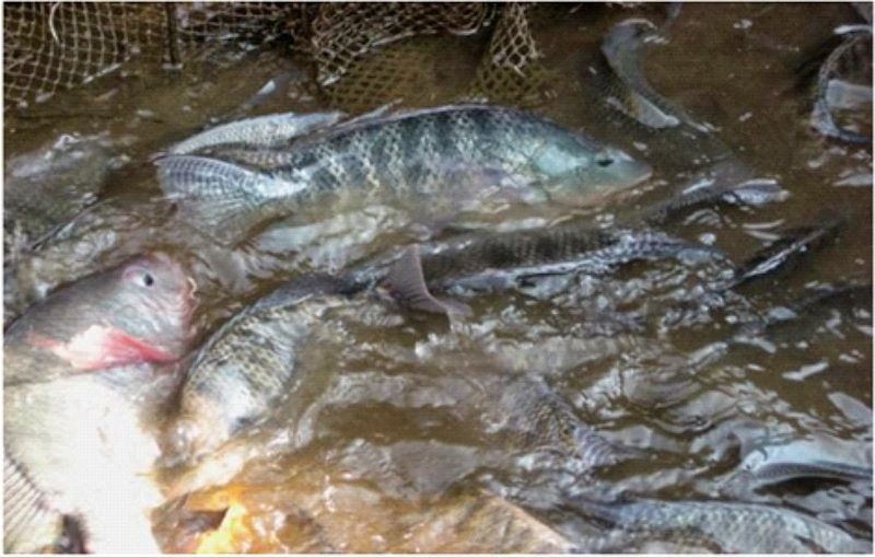 Cara Memasarkan Ikan Nila