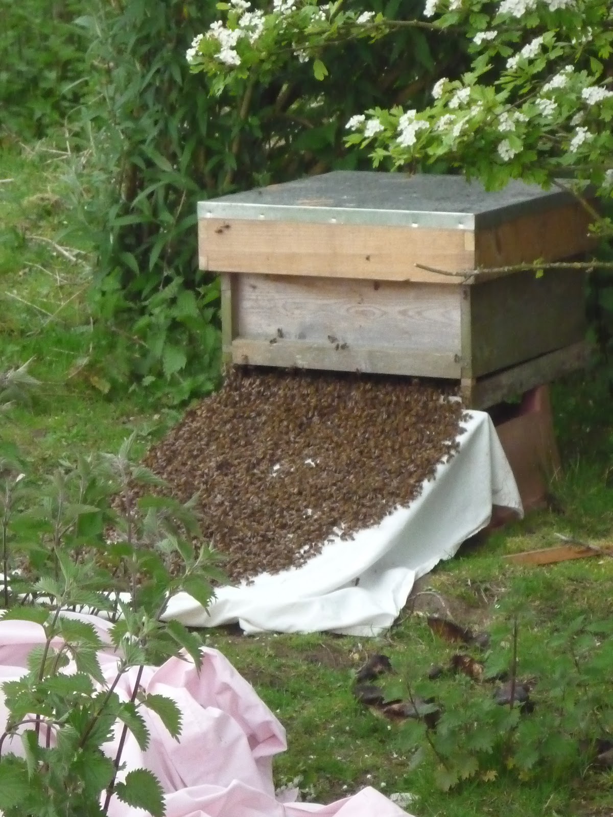 Norwich Community Bees