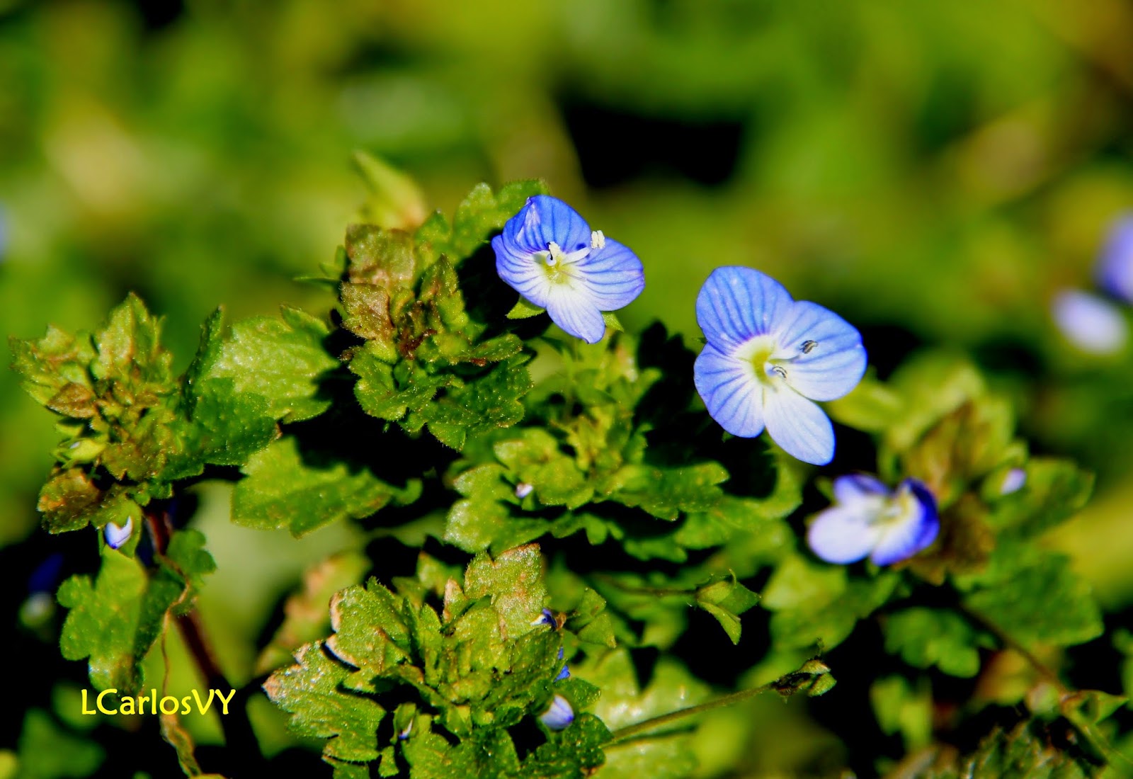 Plantas silvestres de Asturias Verónica Veronica persica