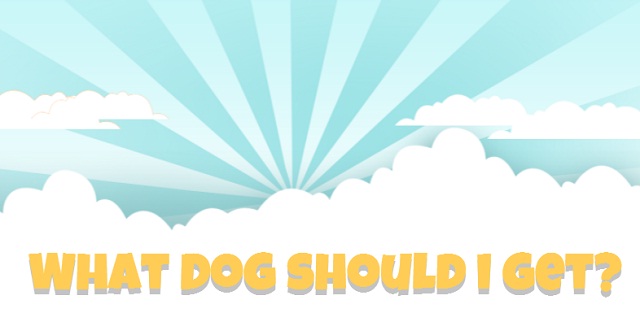 Image:  What Dog Should I Get?
