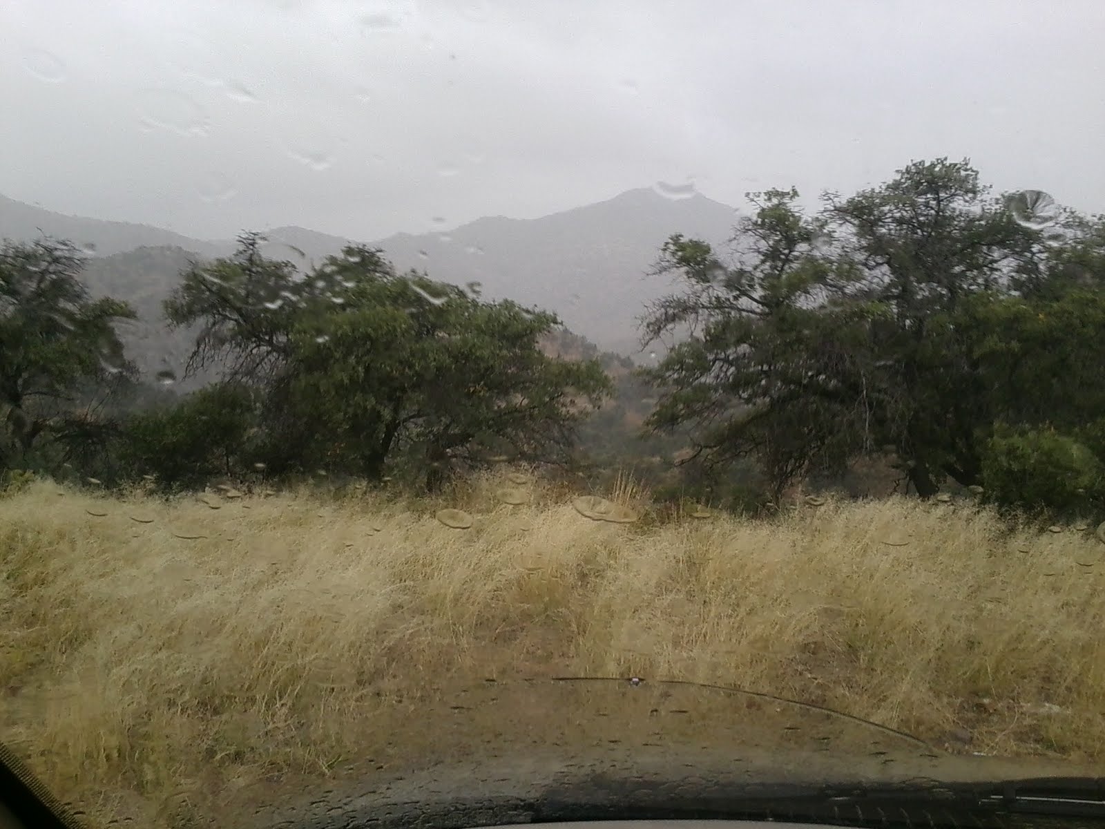 Primeval Papa Thar's Gold in Them Thar Hills