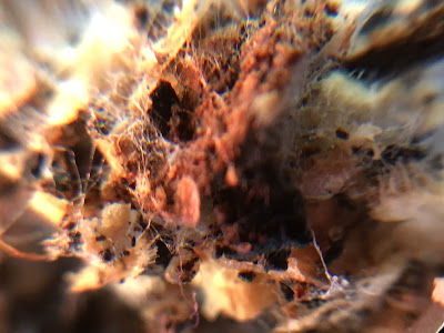 fungal hyphae in compost fungal hyphae in compost