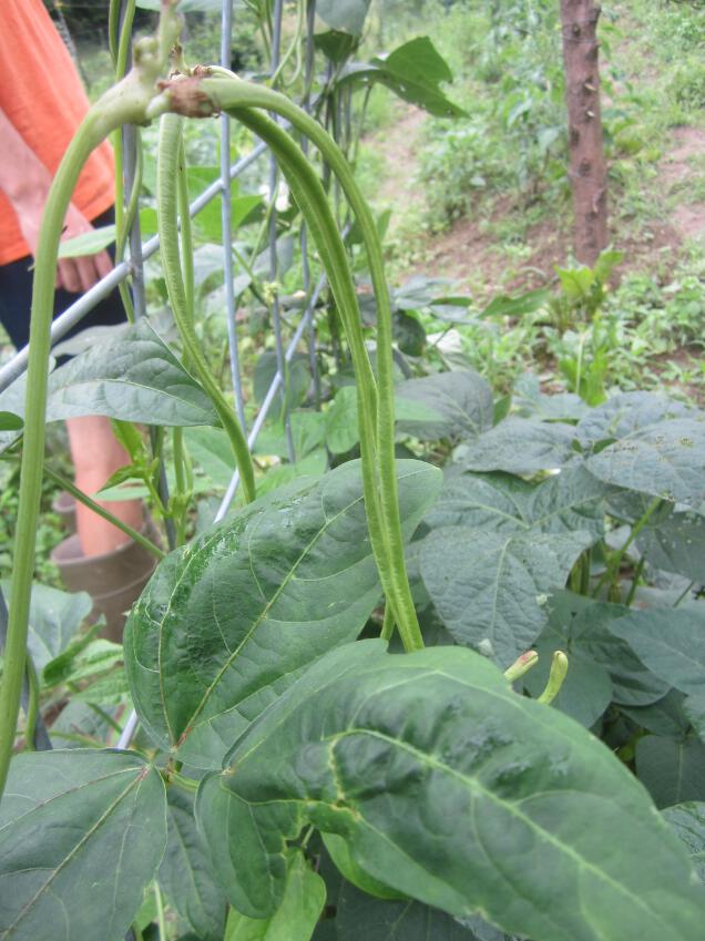 Simply Resourceful Growing Asparagus Beans