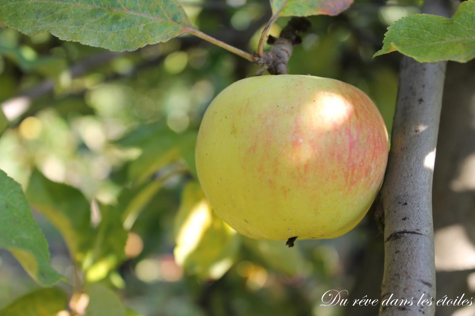 La cueillette de Gally #4 Dernier week-end pour les pommes! - Du rêve La cueillette de Gally #4 Dernier week-end pour les pommes! - Du rêve