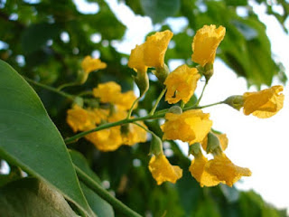 Pterocarpus Indicus Bunga Paduak - berbagaireviews.com