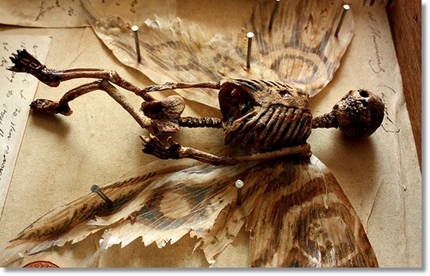 Criaturas extrañas encontradas en un sótano (Merrylin Cryptid Museum) Skulls-skele