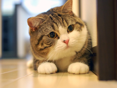 Kupas Tuntas Kucing Boleh Menyebabkan Mandul?