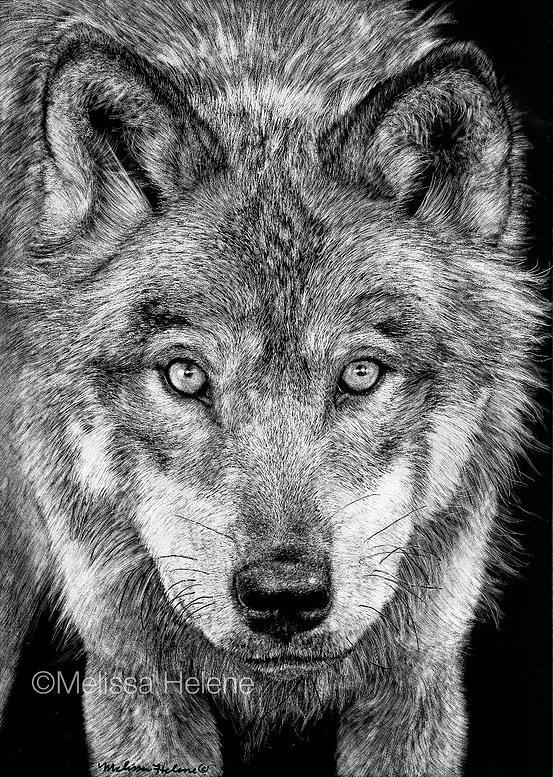 11-Grey-Wolf-Melissa-Helene-Amazing-Expressions-in-Scratchboard-Animal-Portraits-www-designstack-co