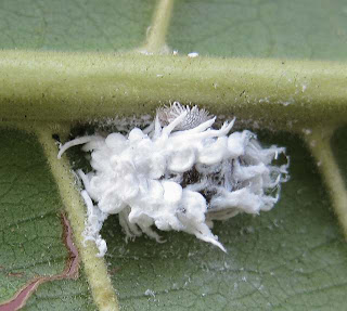 Cryptolaemus are larvae of species of Ladybird