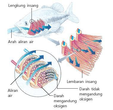 Mengenal Lebih Dekat Sistem Pernapasan Pada Pisces Biologi Edukasi Belajar Sains Biologi