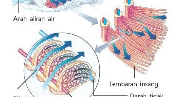 Mengenal Lebih Dekat Sistem Pernapasan Pada Pisces Biologi Edukasi Belajar Sains Biologi
