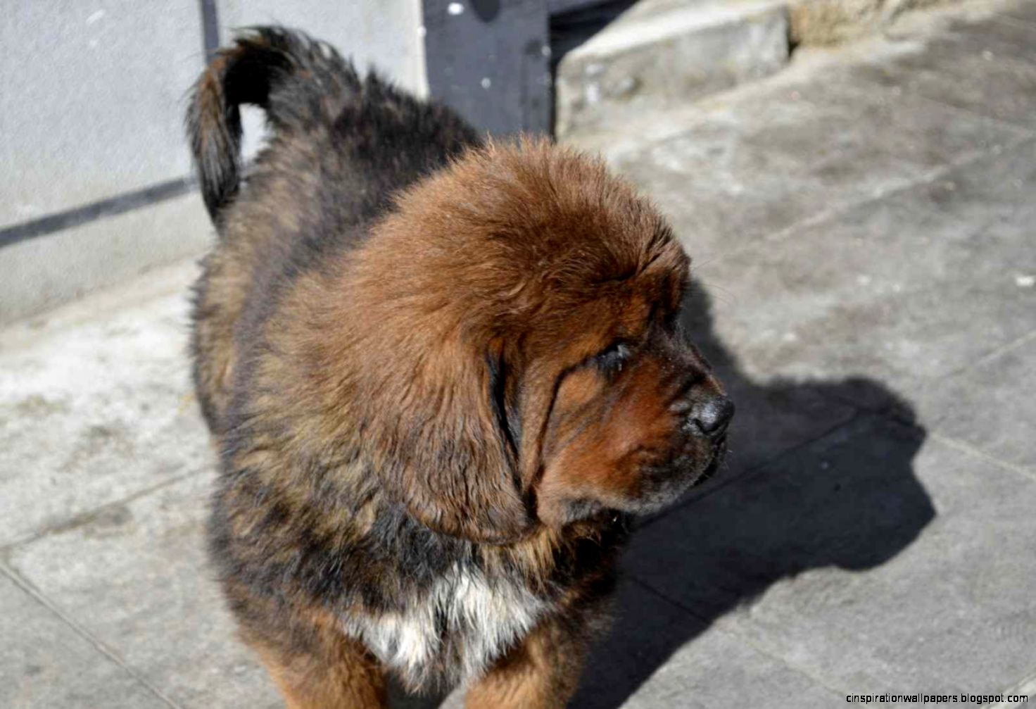 Red Tibetan Mastiff Puppy