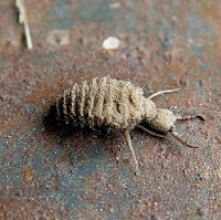 http://kimbennett.blogspot.com/2011/09/september-study-1-antstermites-and-ant.html