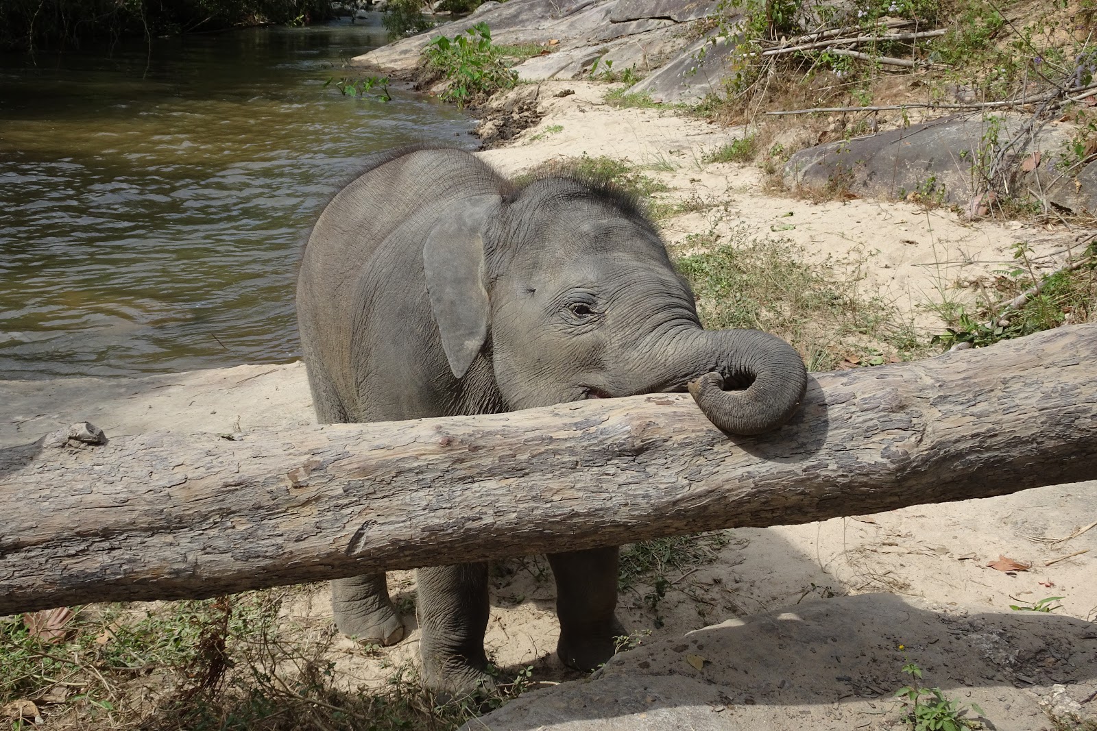 Anna und Max entdecken die andere Seite der Welt Ein Tag mit Elefanten