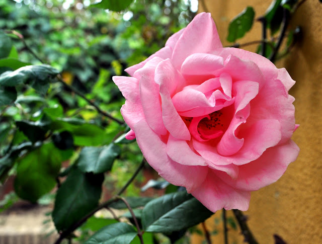 Rosas en mi jardin