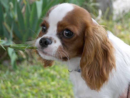 Cantinho da Lola: Você conhece a raça Spaniel? É uma graça!!