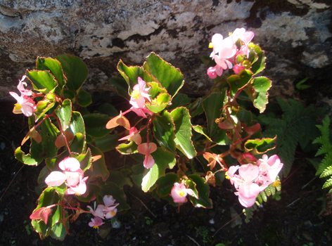 begonia semperflorens