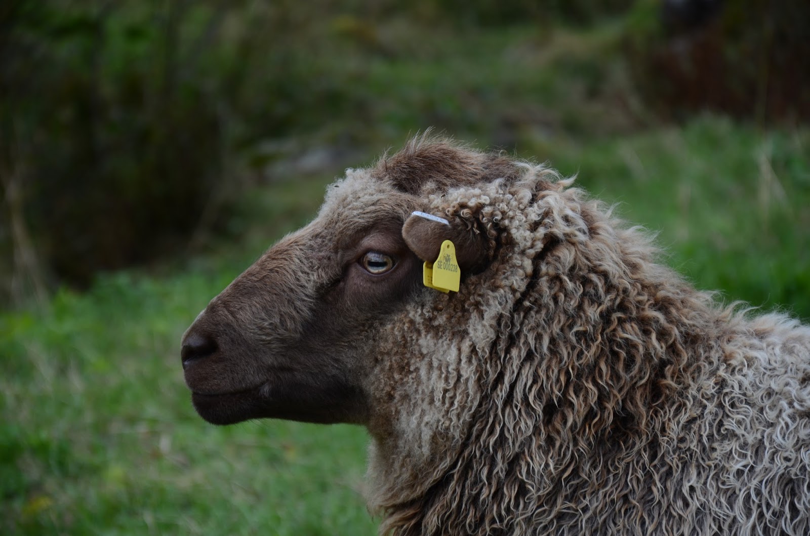 Högagärde: Våra fårraser:Finullsfåret