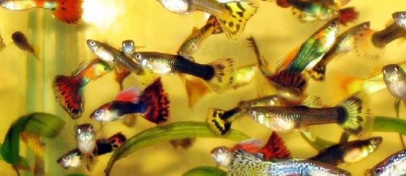 Budidaya Ikan Gapi (Guppy, Millions Fish) yang Unik dan Cantik