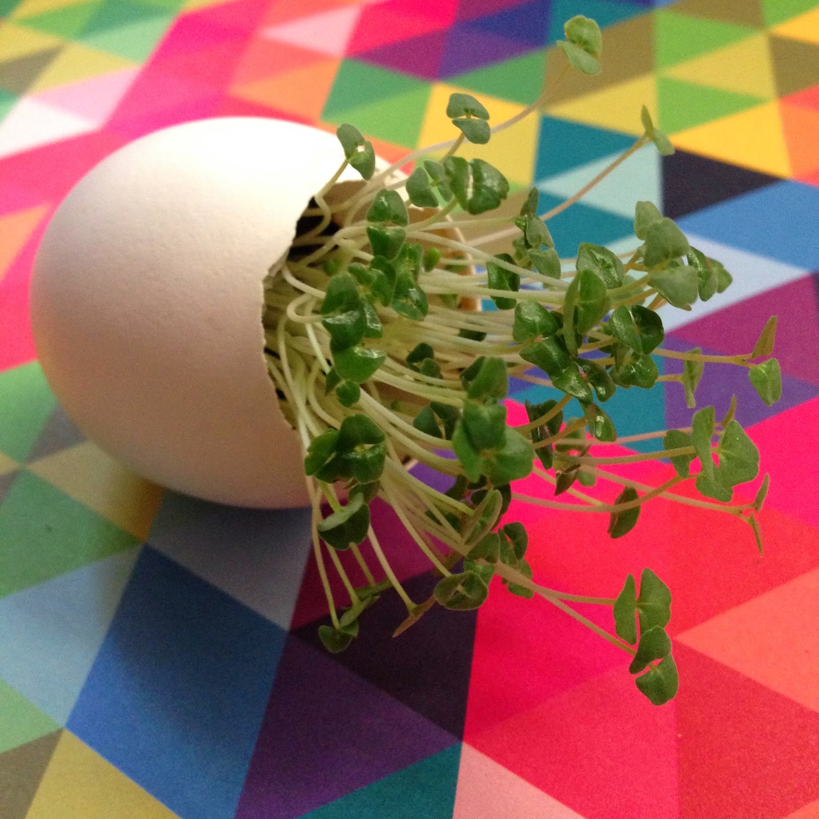 Crafty Lumberjacks Chachacha chia eggs.