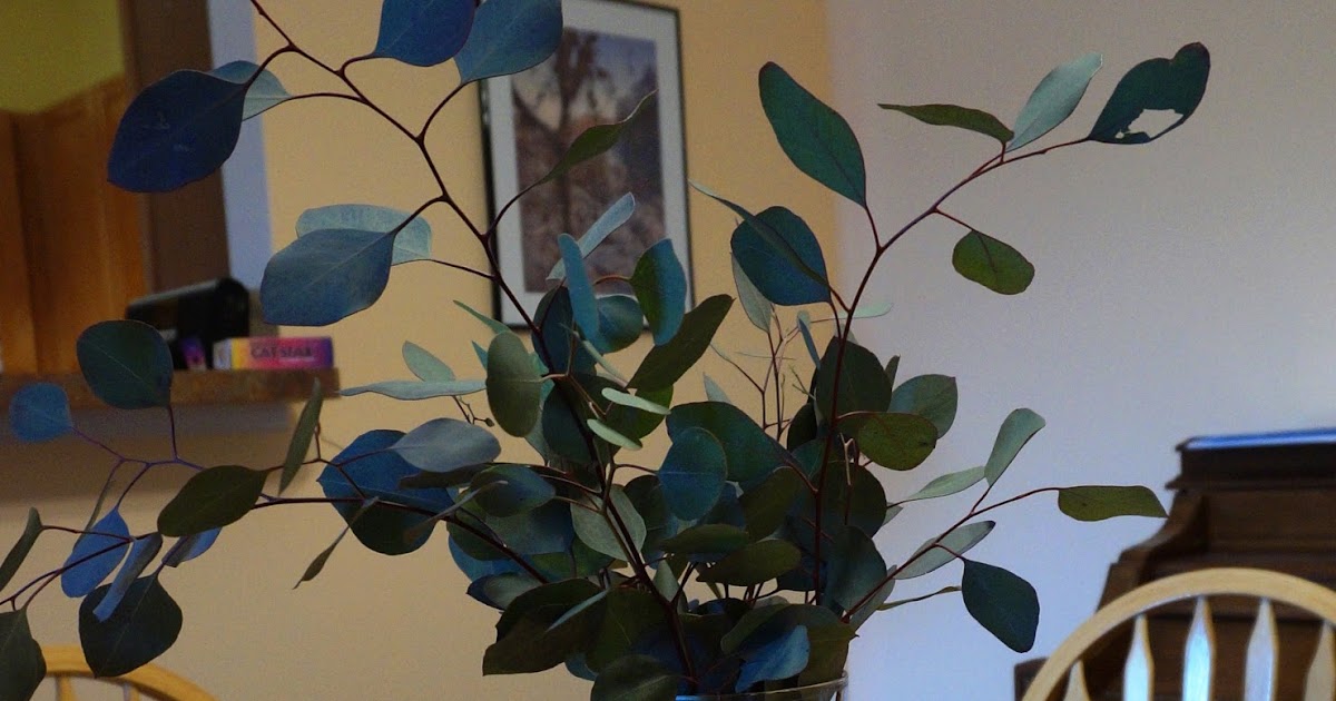 Exploring Trader Joe's Trader Joe's eucalyptus branches