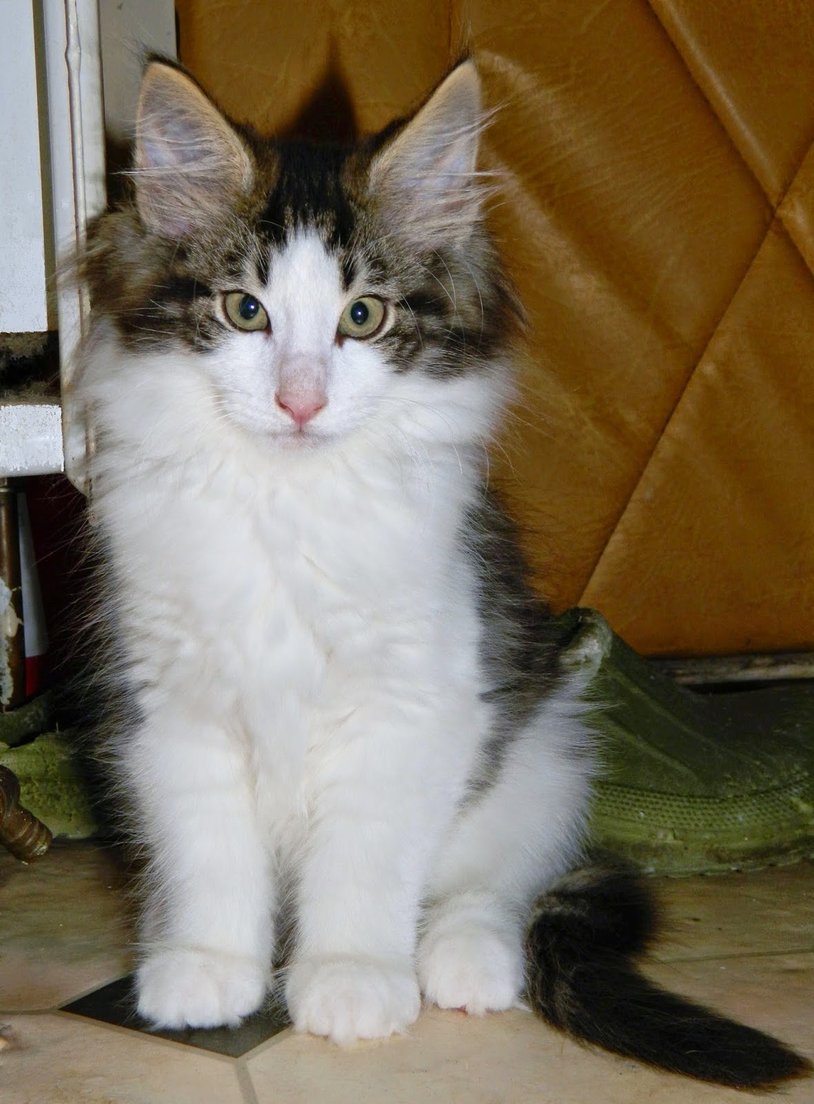 Vaidurya Norwegian Forest Cats Available Norwegian Forest Kittens at