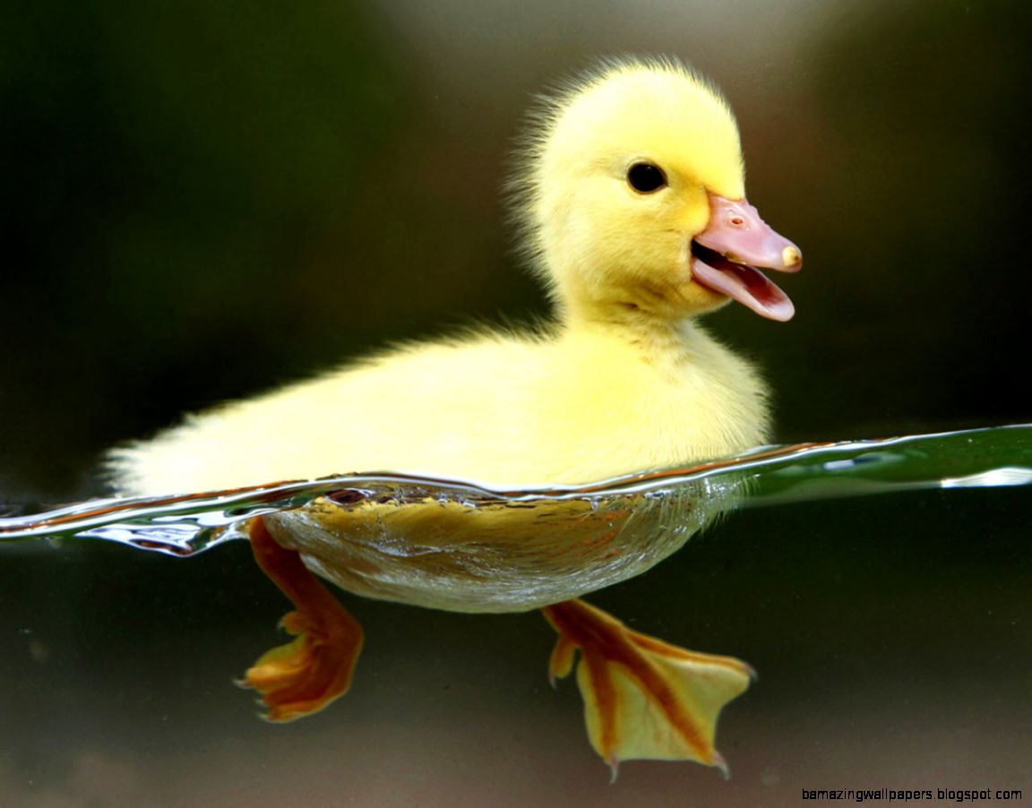 Ducks Wallpaper Wild Bird Photo Gallery 1280x960PX  Cute Baby