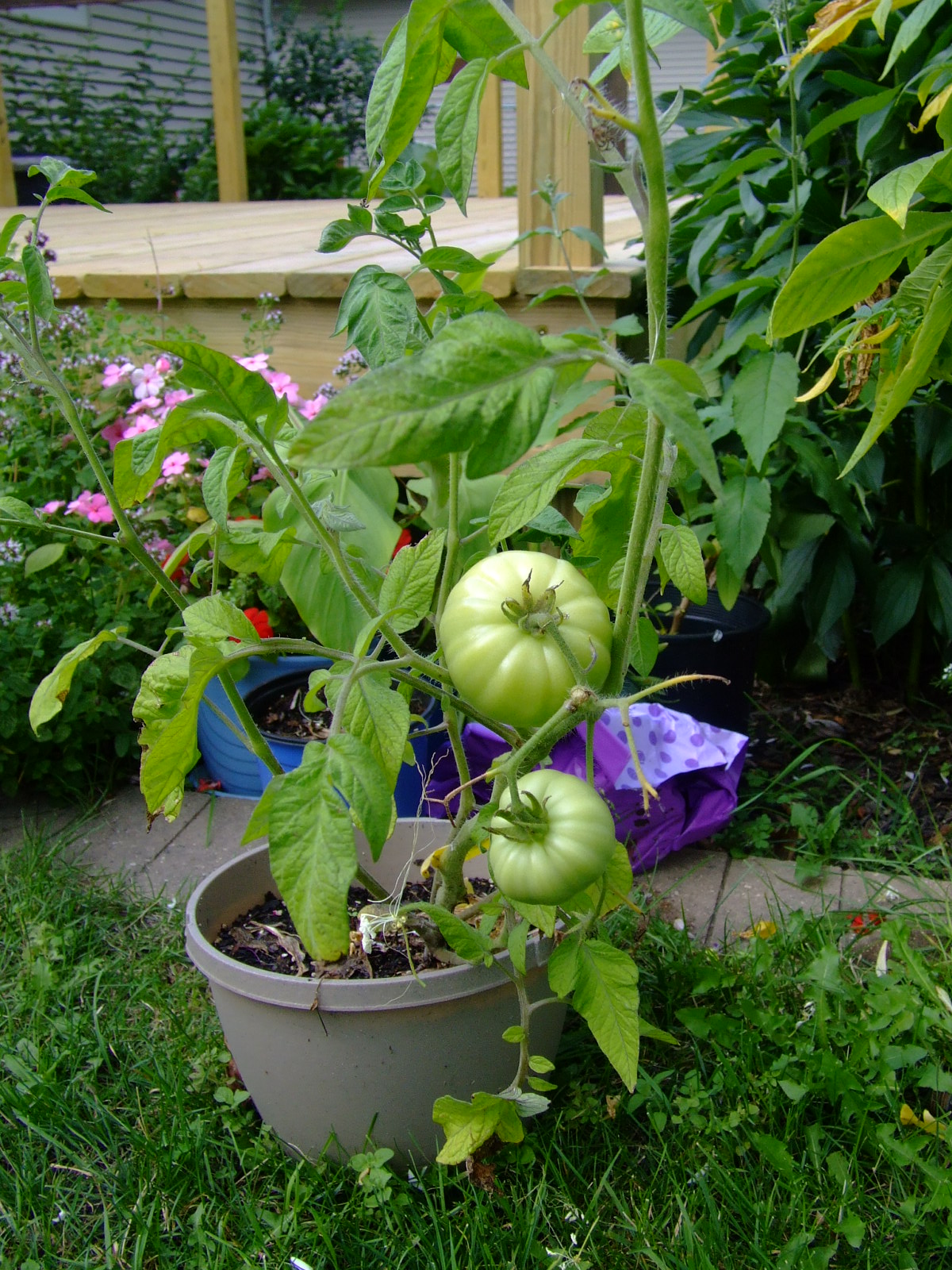 book nietzsche erster band