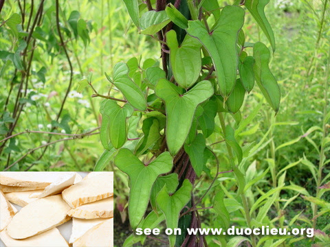 Dioscorea Opposita (Wild Yam) Root Extract