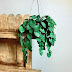 Hanging Dollhouse Plant....and inner reflections