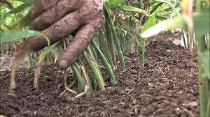 Tangawizi-iking'olewa-shambani