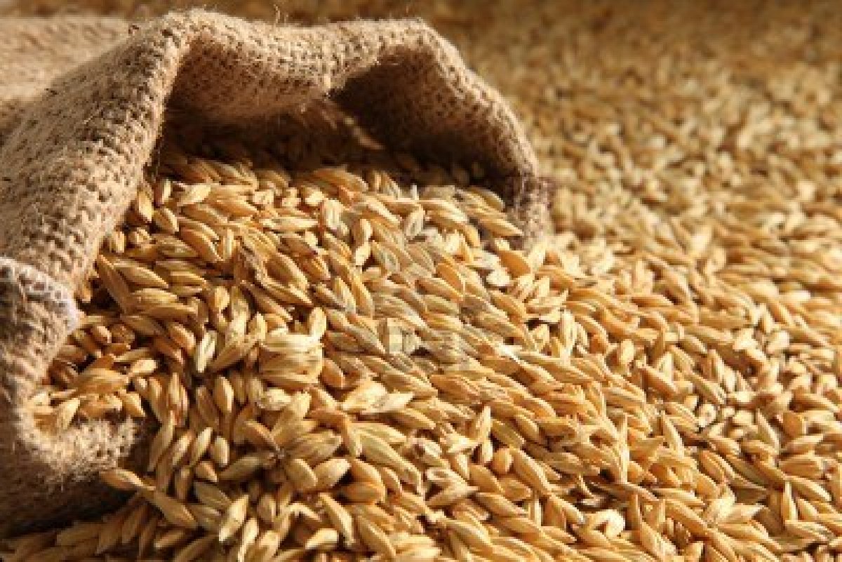 How much influence does Barley have on the flavour profile of Single