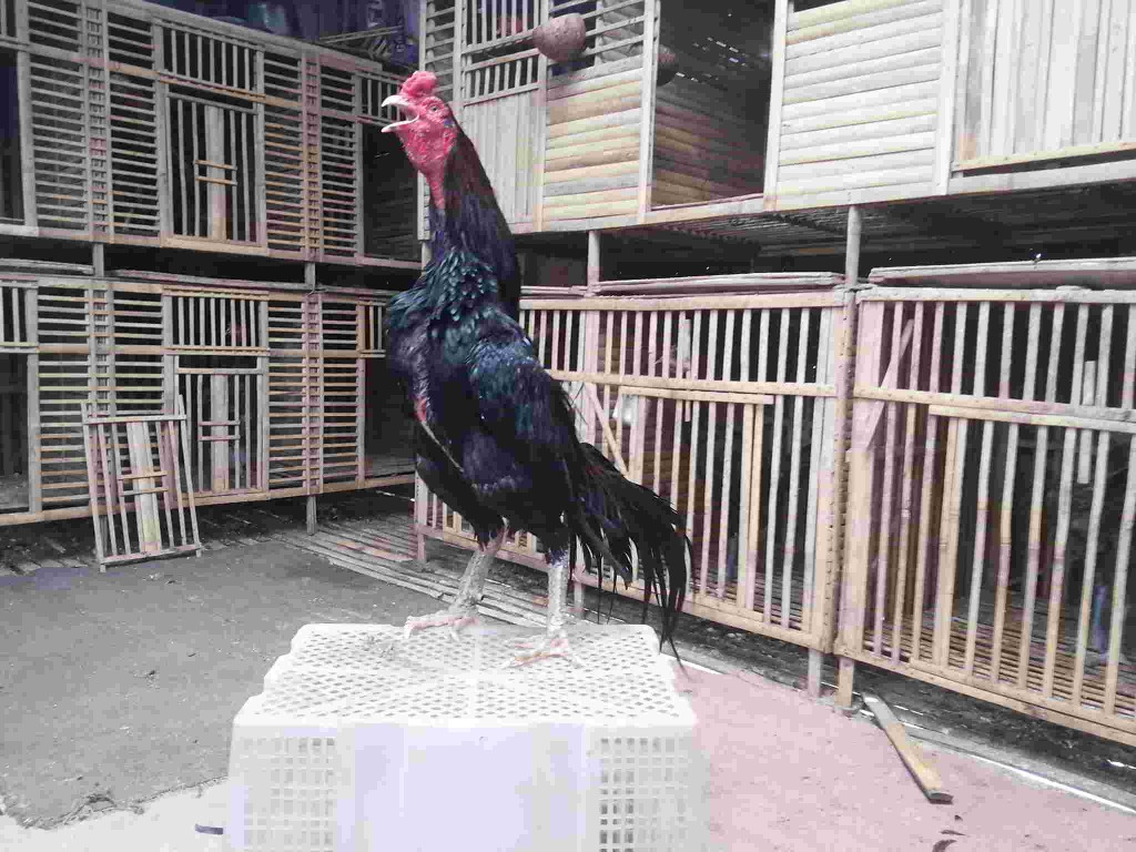Kandang Umbaran Ayam  Bangkok  Aduan Terbaik Tilunk Com