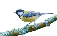 bird-branch-free-from-zet_518757.png