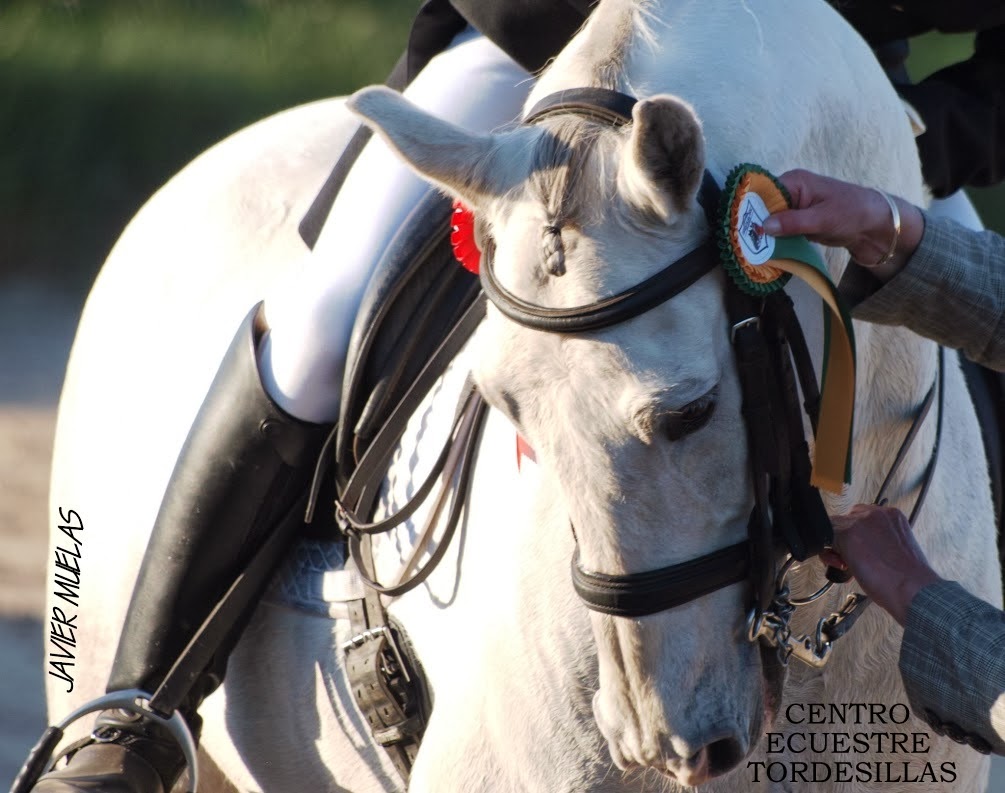 Centro Ecuestre Tordesillas Frases Y Refranes De Caballos frases y refranes de caballos