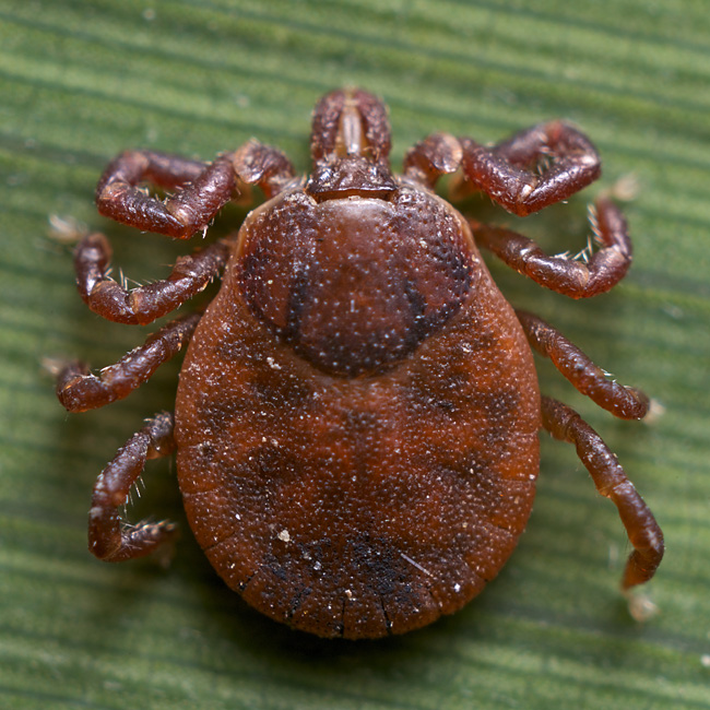 ムシをデザインしたのはダレ？ ?ヒゲナガチマダニ