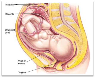  placenta